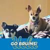 bruins1993